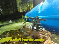 /home//u458753944/public_html/sourcegallery/////////Frogs/Bullfrogs 2016-08 Ontario/P8081405.JPG